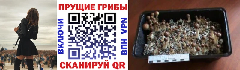 Псилоцибиновые грибы Cubensis  гидра ссылки  Туймазы 